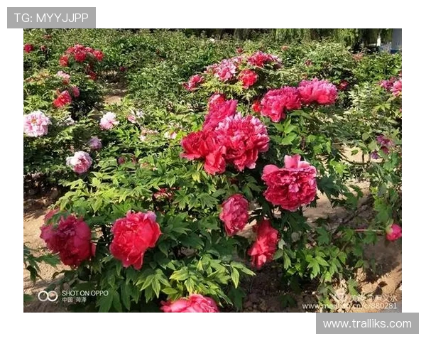 牡丹国际娱乐平台注册流程详解，新手快速入门指南助你轻松开启游戏之旅